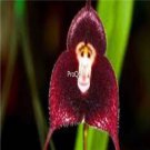 Prodgf 100Pcs A Set Monkey Red Face Orchid Flower Seed