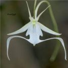 Prodgf 100Pcs A Set Ghost Orchid Flower Seed