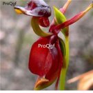 Prodgf 100Pcs A Set red duck Orchid Flower Seed