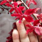 Prodgf 100Pcs A Set fire flame Orchid Flower Seed