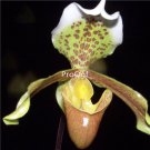Prodgf 100Pcs A Set paphiopedilum Orchid Flower Seed