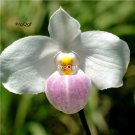 Prodgf 100Pcs A Set paphiopedilum delenatii Orchid Flower Seed