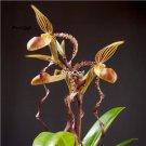Prodgf 100Pcs A Set paphiopedilum sanderianum Orchid Flower Seed