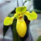 Prodgf 100Pcs A Set paphiopedilum yellow Orchid Flower Seed