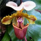 Prodgf 100Pcs A Set spicerianum Orchid Flower Seed