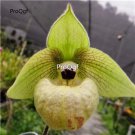 Prodgf 100Pcs A Set paphiopedilum malipoense Orchid Flower Seed
