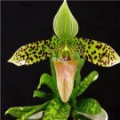 Prodgf 100Pcs A Set paphiopedilum sukhakulii Orchid Flower Seed