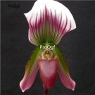 Prodgf 100Pcs A Set paphiopedilum callosum Orchid Flower Seed