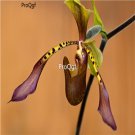 Prodgf 100Pcs A Set paphiopedilum lowii Orchid Flower Seed