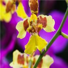 Prodgf 100Pcs A Set oncidium hybridum Orchid Flower Seed