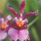 Prodgf 100Pcs A Set oncidium ornithorhynchum Orchid Flower Seed