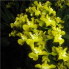 Prodgf 100Pcs A Set oncidium cheirophorum Orchid Flower Seed