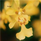 Prodgf 100Pcs A Set oncidium klotzschianum Orchid Flower Seed