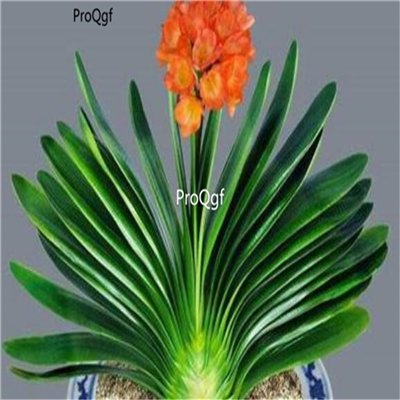 Prodgf 3Pcs A Set Clivia miniata