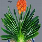 Prodgf 3Pcs A Set Clivia miniata