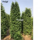 Prodgf 50Pcs A Set Ficus benjamina seed