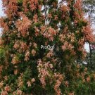 Prodgf 200Pcs A Set Koelreuteria bipinnata seed
