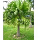 Prodgf 50Pcs A Set Livistona chinensis  seed