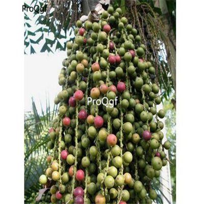 Prodgf 50Pcs A Set Arenga pinnata seed