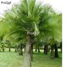 Prodgf 50Pcs A Set Dypsis decaryi  seed