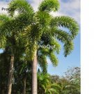 Prodgf 50Pcs A Set Wodyetia bifurcata seed