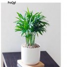 Prodgf 50Pcs A Set Chamaedorea elegans seed