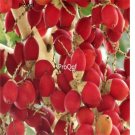 Prodgf 50Pcs A Set Cyrtotachys lakka seed