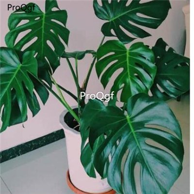 prodgf 30pcs a set Monstera deliciosa seed