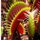 Prodgf 500Pcs A Set Dionaea muscipula seed