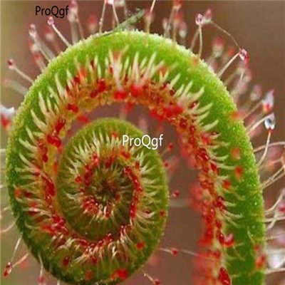 Prodgf 500Pcs A Set drosera seed