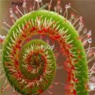Prodgf 500Pcs A Set drosera seed