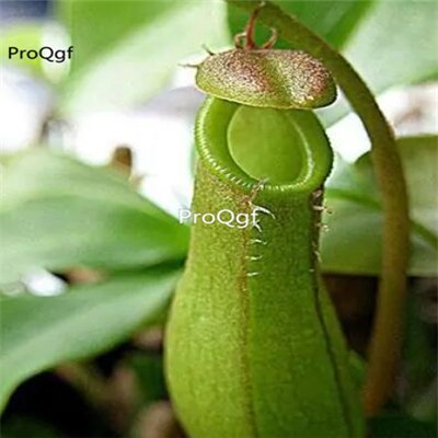 Prodgf 50Pcs A Set Nepenthes seed