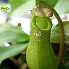 Prodgf 50Pcs A Set Nepenthes seed