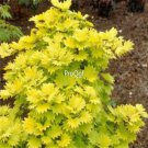 Prodgf 500Pcs A Set gold maple tree seed