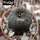 Prodgf 100Pcs A Set Frailea Castanea Cactus Seed