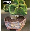 Prodgf 100Pcs A Set Frailea Castanea Cactus Seed