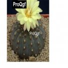 Prodgf 100Pcs A Set Rare Fraliea cactus seed
