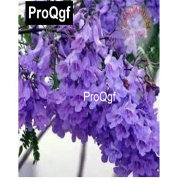 Prodgf 500Pcs A Set Purple Jacaranda tree seed