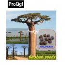Prodgf 100Pcs A Set  Rare Baobab Tree seed