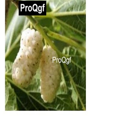 Prodgf 3000Pcs A Set  Rare white mulberry seed