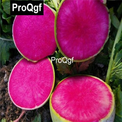 Prodgf 6000Pcs A Set Purple Radish Seed