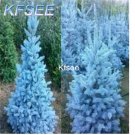 Kfsee 2000Pcs A Set Blue Spruce Tree Seed