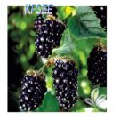 Kfsee 2000Pcs A Set Black Raspberry Blackberry Tree  Seed