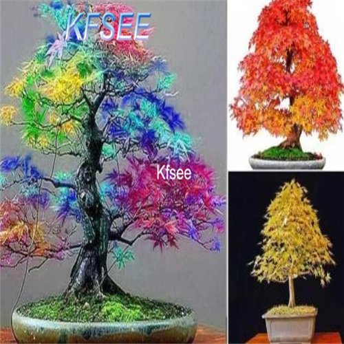 Kfsee 2000Pcs A Set ixed Color Japanese Red Maple Tree  Seed