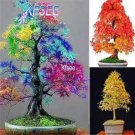 Kfsee 2000Pcs A Set ixed Color Japanese Red Maple Tree  Seed