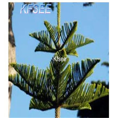 Kfsee 2000Pcs A Set Arakorya Living Room Pine Tree seed