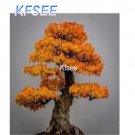 Kfsee 2000Pcs A Set Liquidambar tree seed