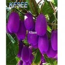 Kfsee 2000Pcs A Set purple kiwi fruit seed