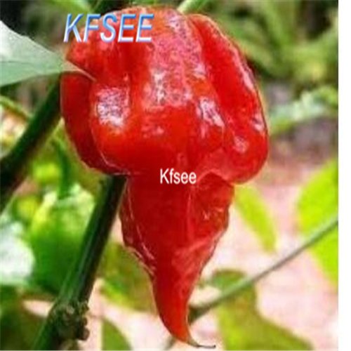 Kfsee 6000Pcs A Set Trinidad Scorpion Butch T Pepper seed