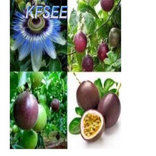 Kfsee 200Pcs A Set  Passiflora fruit seed